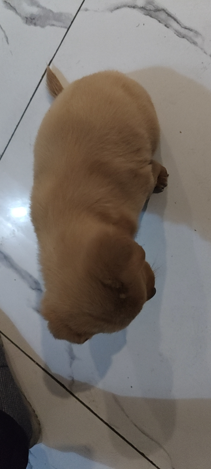 自家小公狗｜中华田园犬｜3月龄不到｜未绝育｜未免疫驱虫健康活泼，性格超乖，毛色漂…图片6
