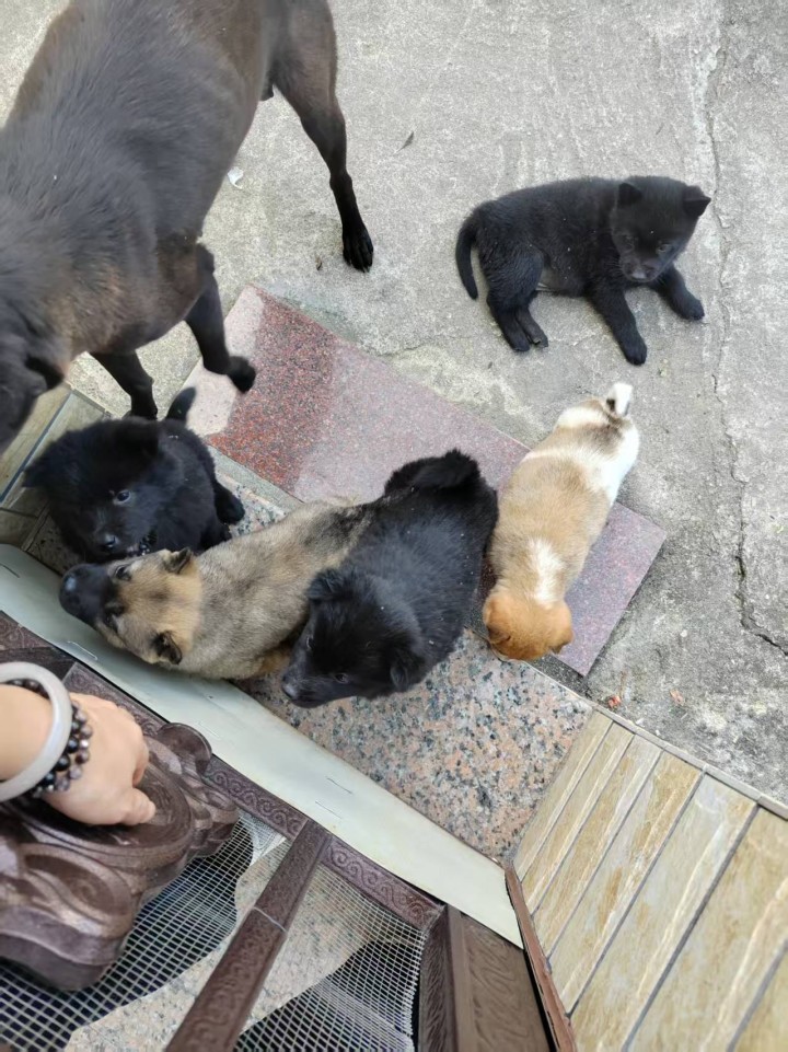 小狗宝出售，本市自提图片3