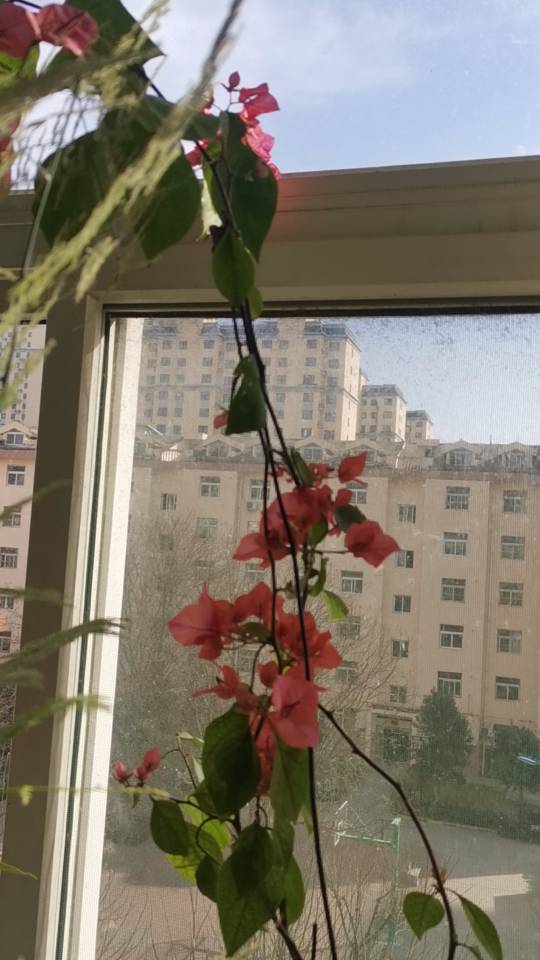 三角梅带盆，同安红正在开花