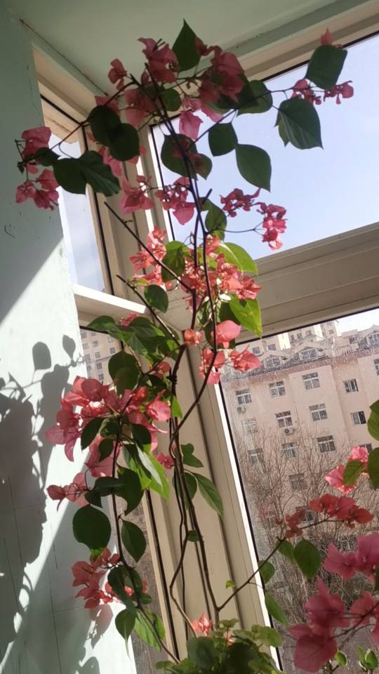 三角梅带盆，同安红正在开花图片2