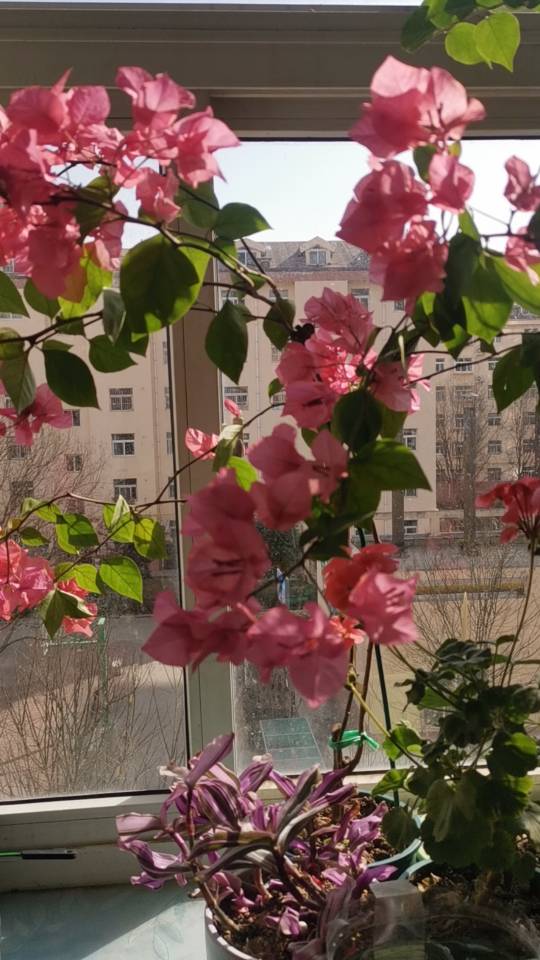 三角梅带盆，同安红正在开花图片3