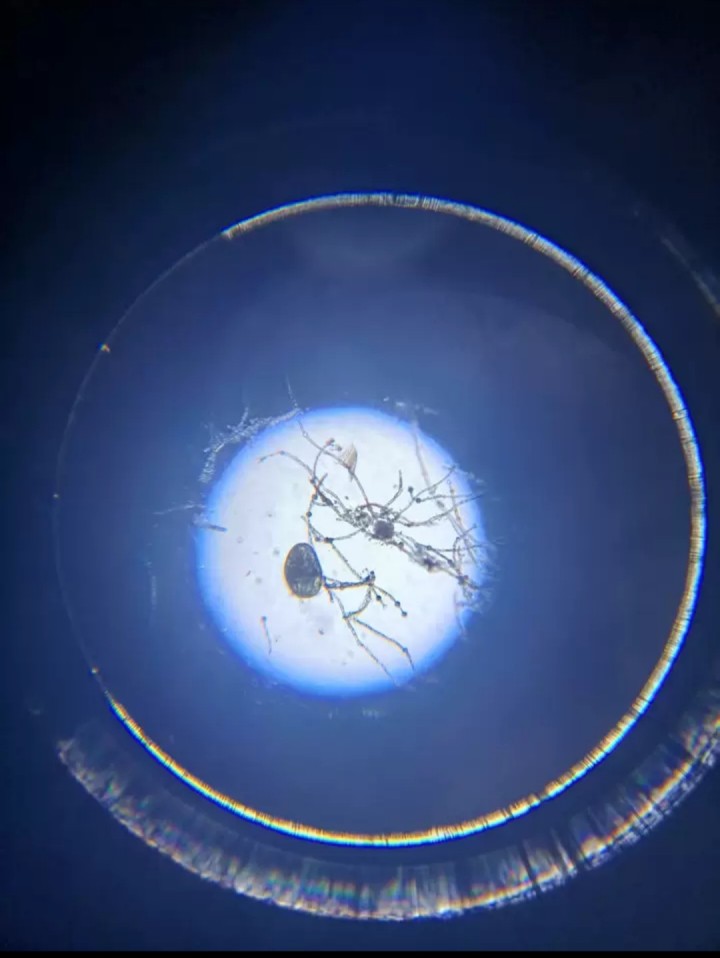 中考生物实验显微镜，全新超低价出售，本地自取，非诚勿扰，联系电话18919097…