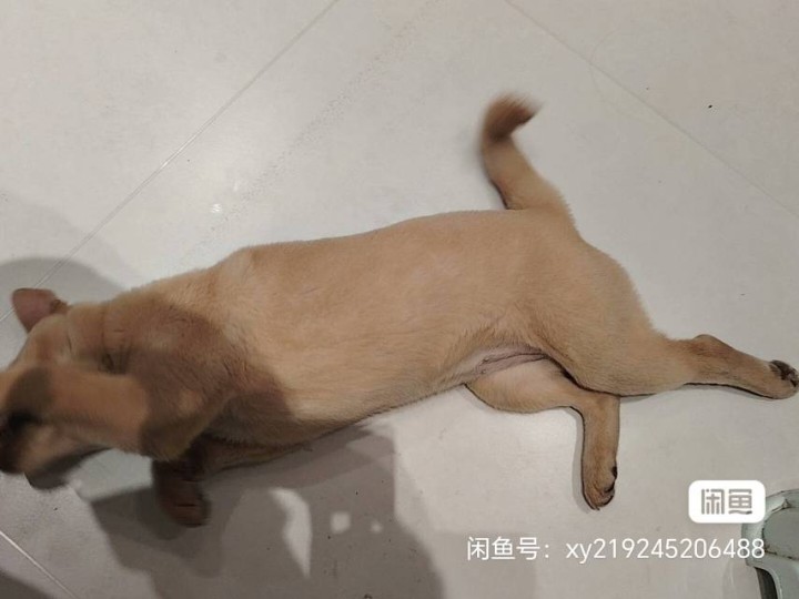 小金毛八九斤，小狗电话15202018630图片3