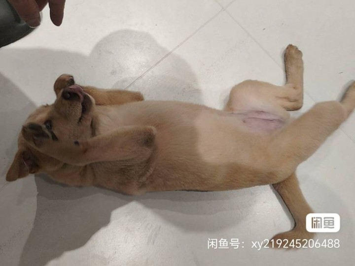 小金毛八九斤，小狗电话15202018630图片4