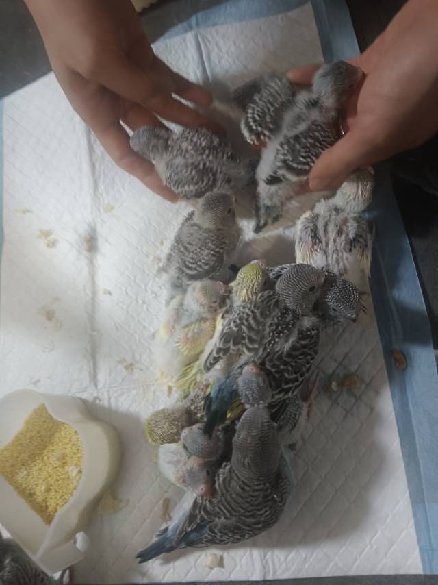 自己家繁殖的小鹦鹉找新家，从小奶粉喂大手养亲人的，还有大鸟带大的，25-50元一…