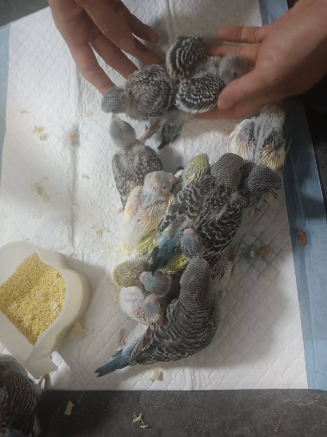自己家繁殖的小鹦鹉找新家，从小奶粉喂大手养亲人的，还有大鸟带大的，25-50元一…图片2