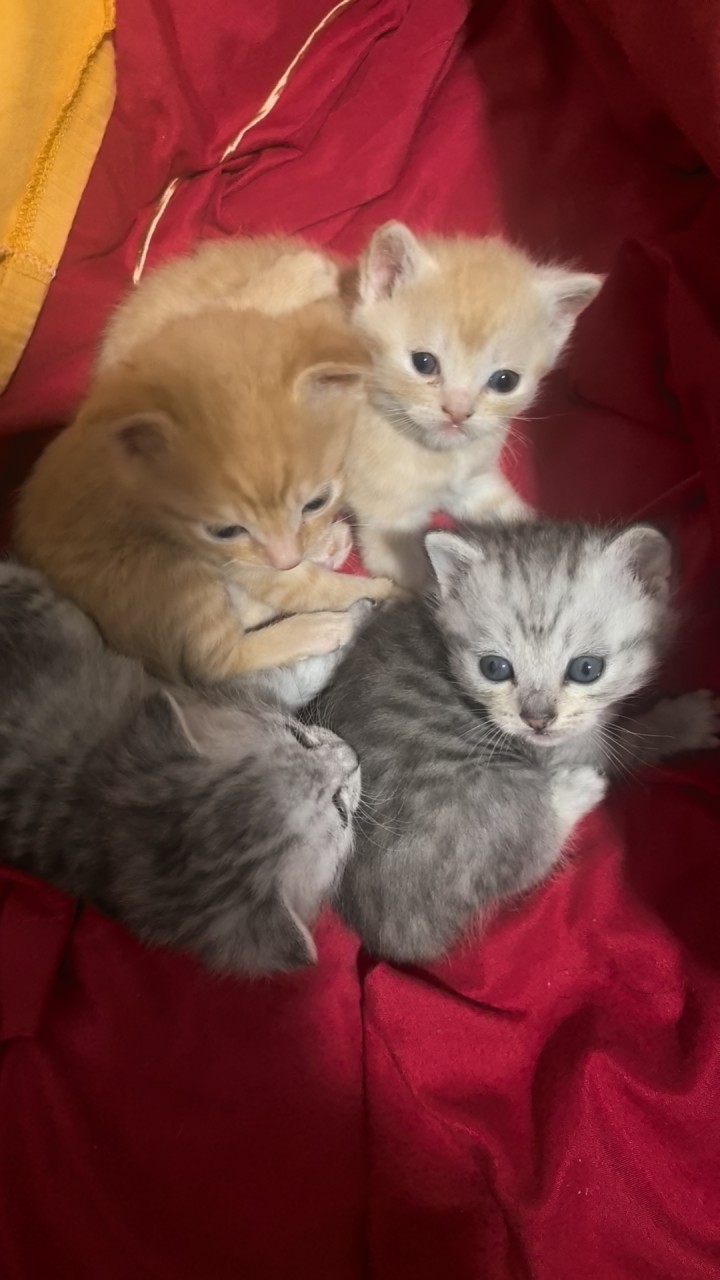 小猫懒懒发布的动态配图2