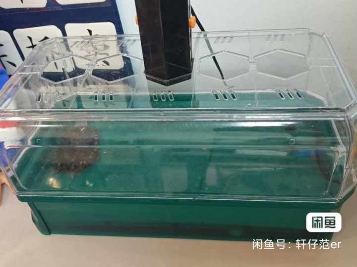 斑点~池龟背壳11➕cm，中华~草龟背壳13➕cm，活泼健康、指甲完整、状态超好…图片2