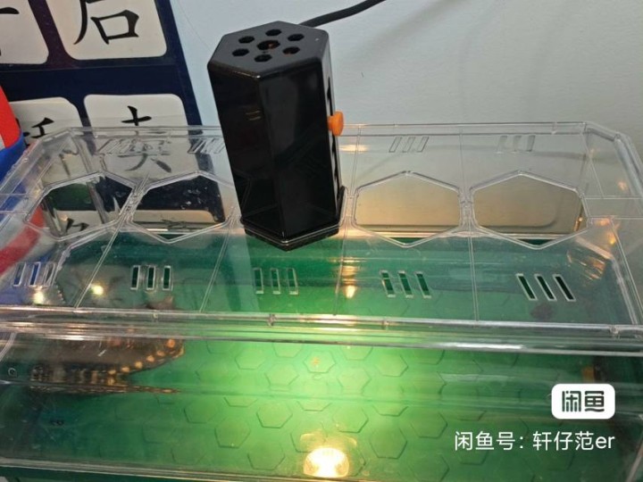 斑点~池龟背壳11➕cm，中华~草龟背壳13➕cm，活泼健康、指甲完整、状态超好…