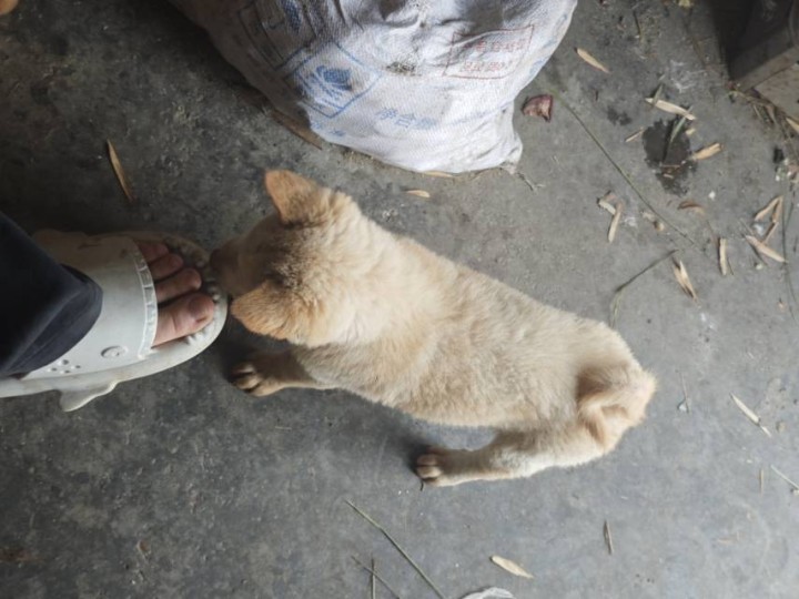 狗狗出售自己繁殖小狗田园犬五赤土松
