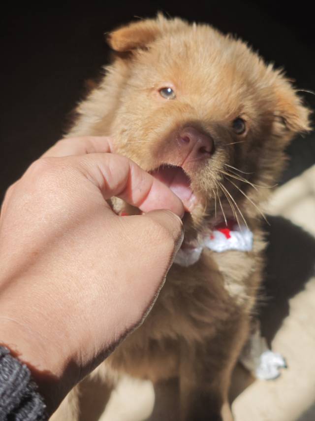 狗狗出售自己繁殖小狗田园犬五赤土松图片4