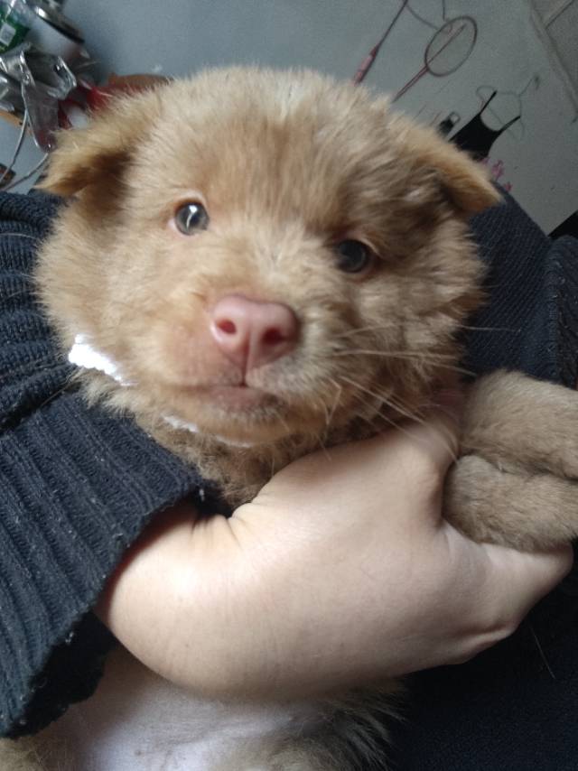 狗狗出售自己繁殖小狗田园犬五赤土松图片2
