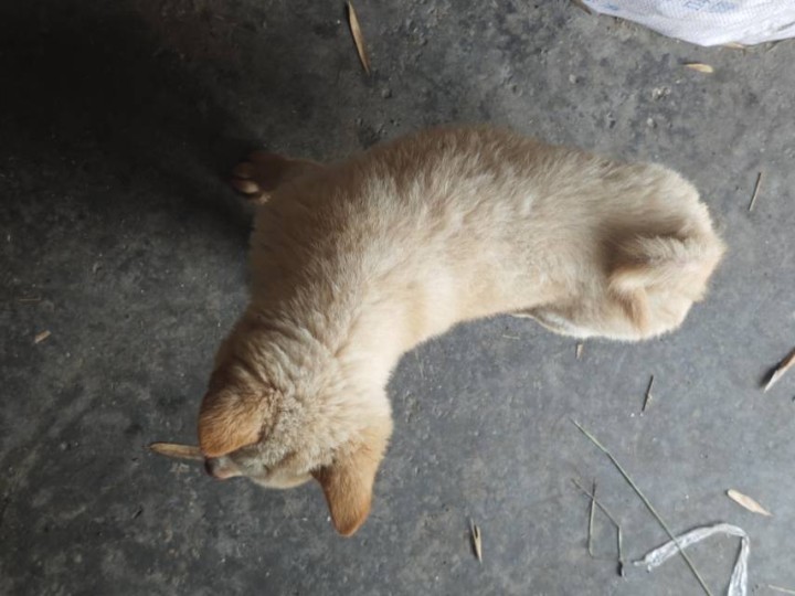 狗狗出售自己繁殖小狗田园犬五赤土松图片6