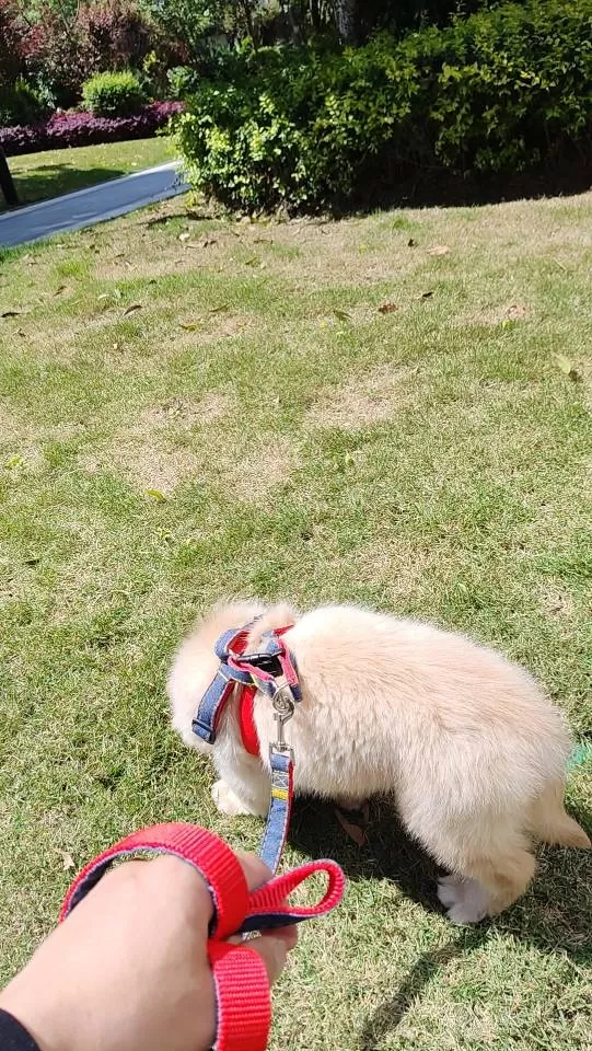 转让金毛幼犬