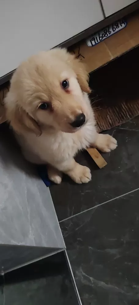 转让金毛幼犬图片2