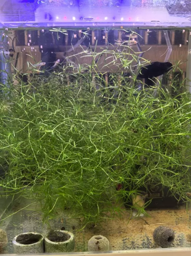 竹节草自己养的，一直用本地水，爆缸快图片2