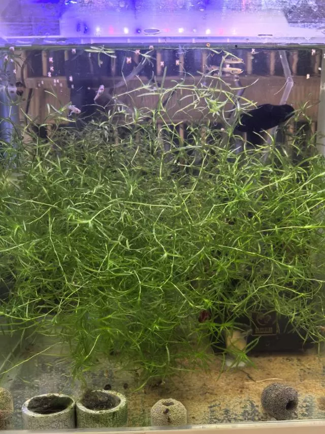 竹节草自己养的，一直用本地水，爆缸快