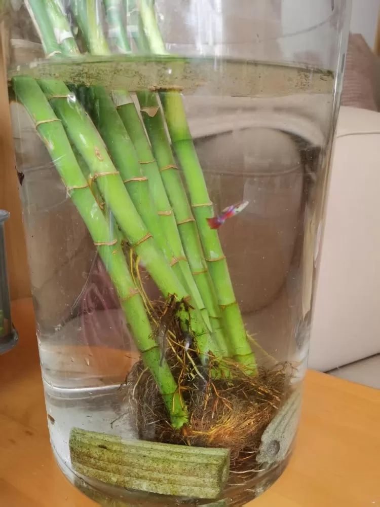凤尾鱼1条1元，自己养的爆缸快，本地水