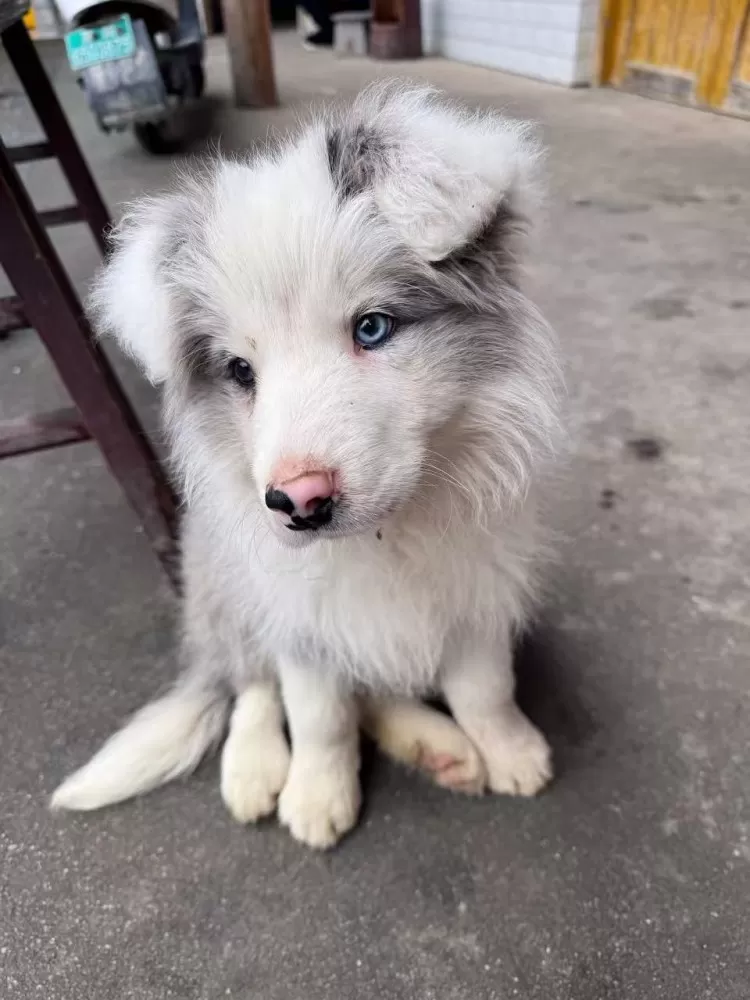 狗狗 纯种边牧