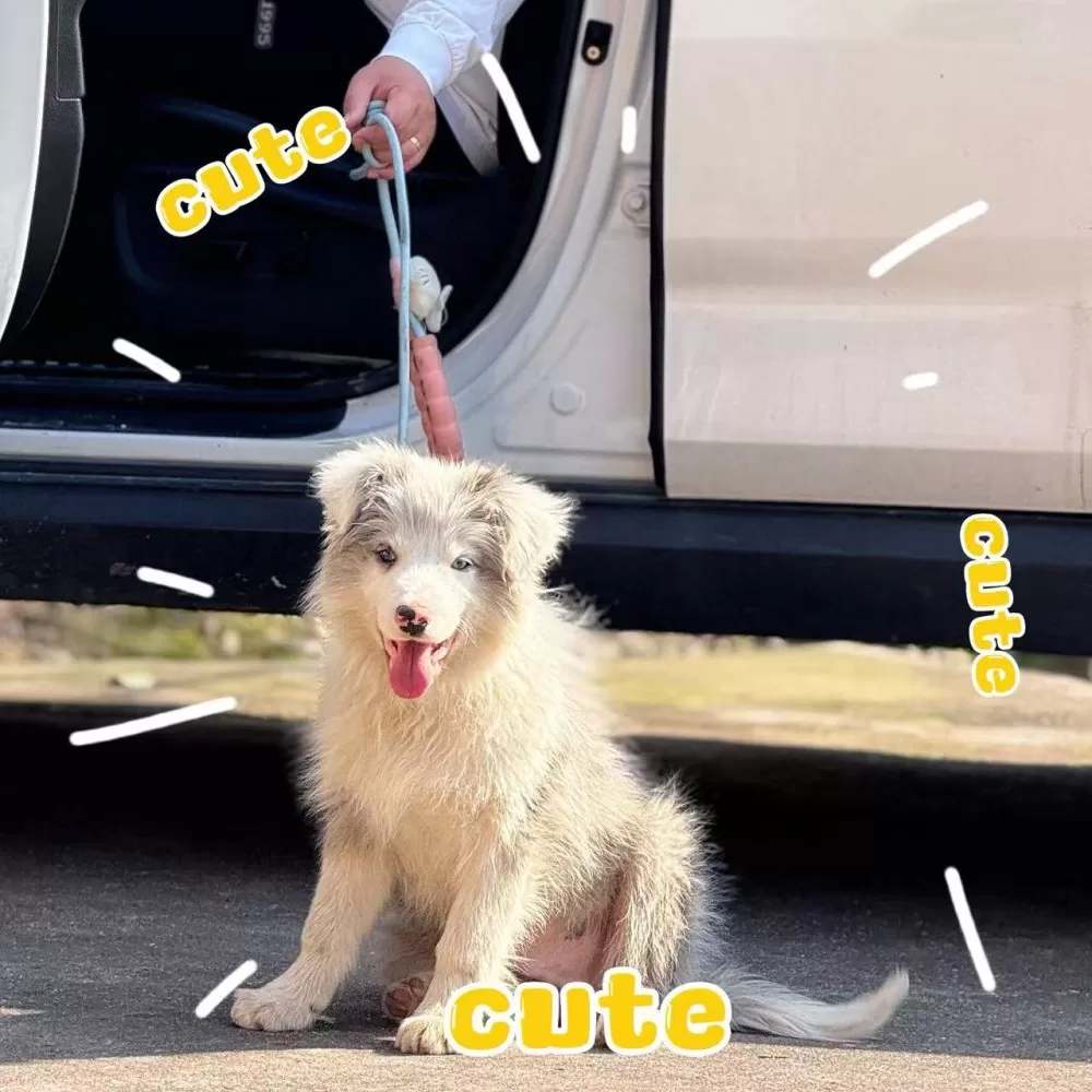 狗狗 纯种边牧图片2