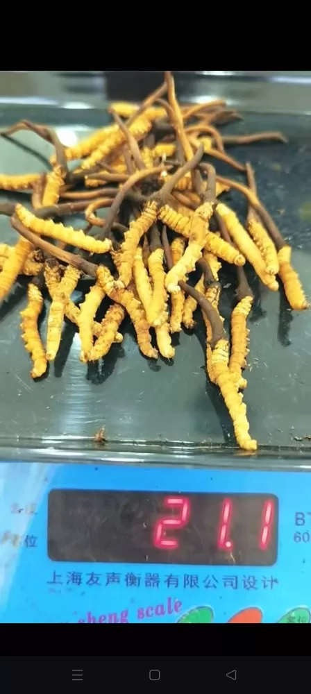 甘孜州新鲜虫草，26一根，泡酒，炖鸭子????，泡开水喝，增加免疫力，