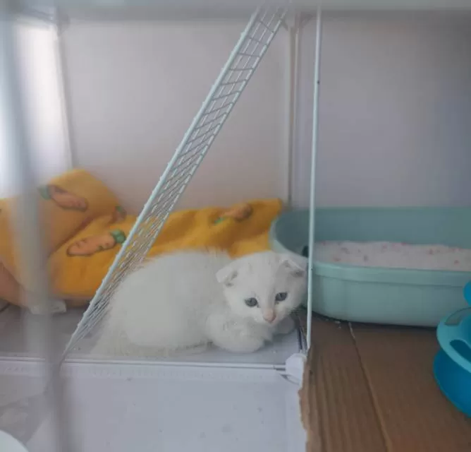 小猫，一针疫苗一针体外驱虫，不咬人