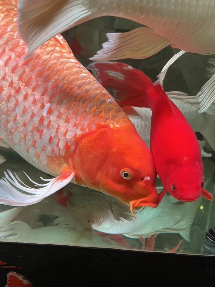 金红色大锦鲤，长70厘米，重13斤，附送一条龙凤两条蝴蝶鲤，自提
