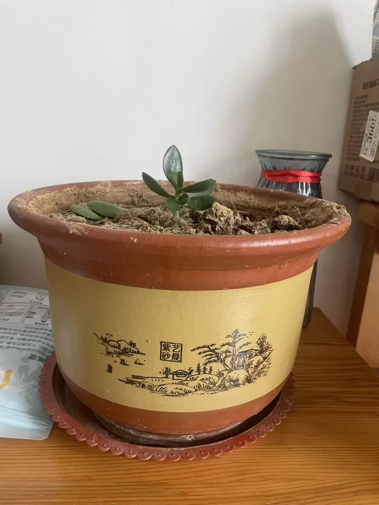 自己养的花，没时间打理，喜欢的带走，3盆带植物带底座，就要个盆钱图片2