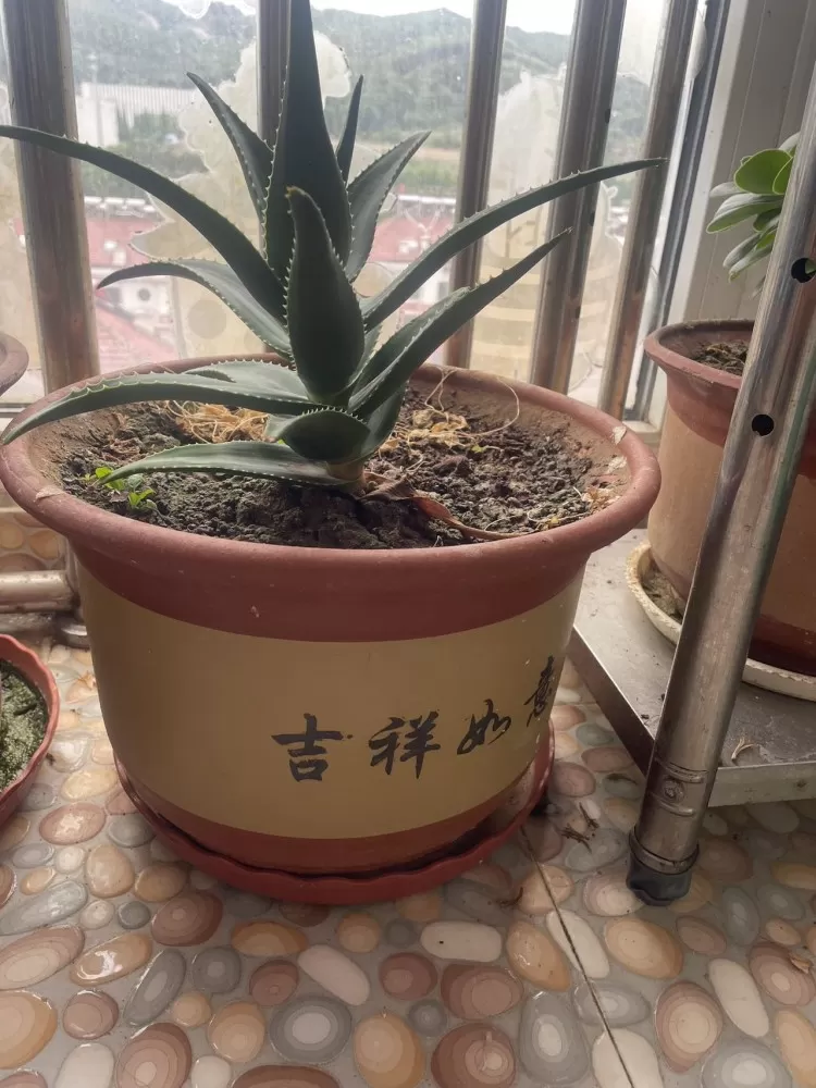 自己养的花，没时间打理，喜欢的带走，3盆带植物带底座，就要个盆钱图片3
