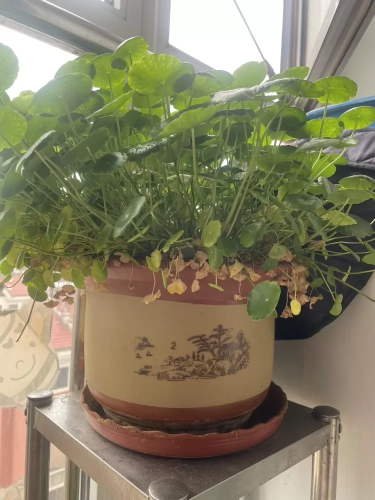 自己养的花，没时间打理，喜欢的带走，3盆带植物带底座，就要个盆钱