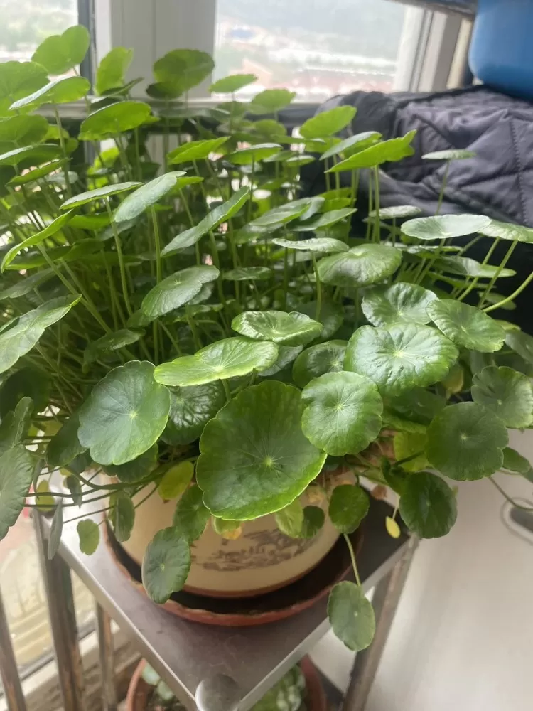 自己养的花，没时间打理，喜欢的带走，3盆带植物带底座，就要个盆钱图片6