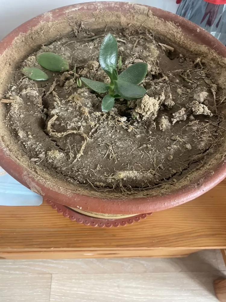 自己养的花，没时间打理，喜欢的带走，3盆带植物带底座，就要个盆钱图片5