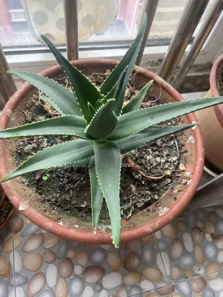 自己养的花，没时间打理，喜欢的带走，3盆带植物带底座，就要个盆钱图片4