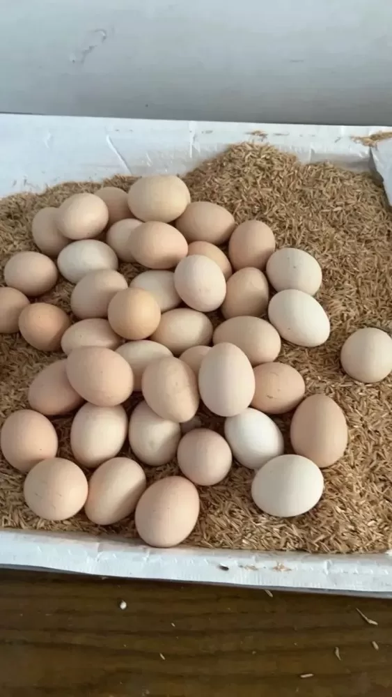 本地鸡蛋，土鸡蛋， 59元50个， 约40-45g/枚，直接给你包邮到家，泡沫隔…