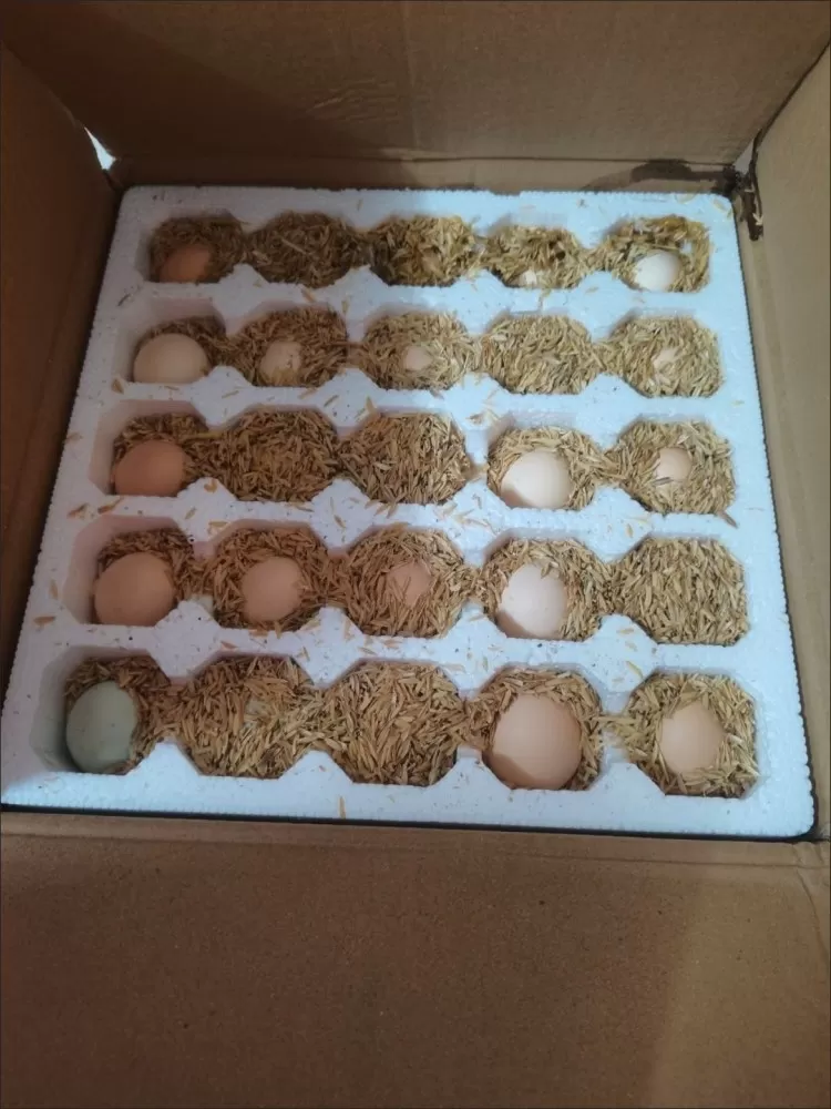本地鸡蛋，土鸡蛋， 59元50个， 约40-45g/枚，直接给你包邮到家，泡沫隔…图片5