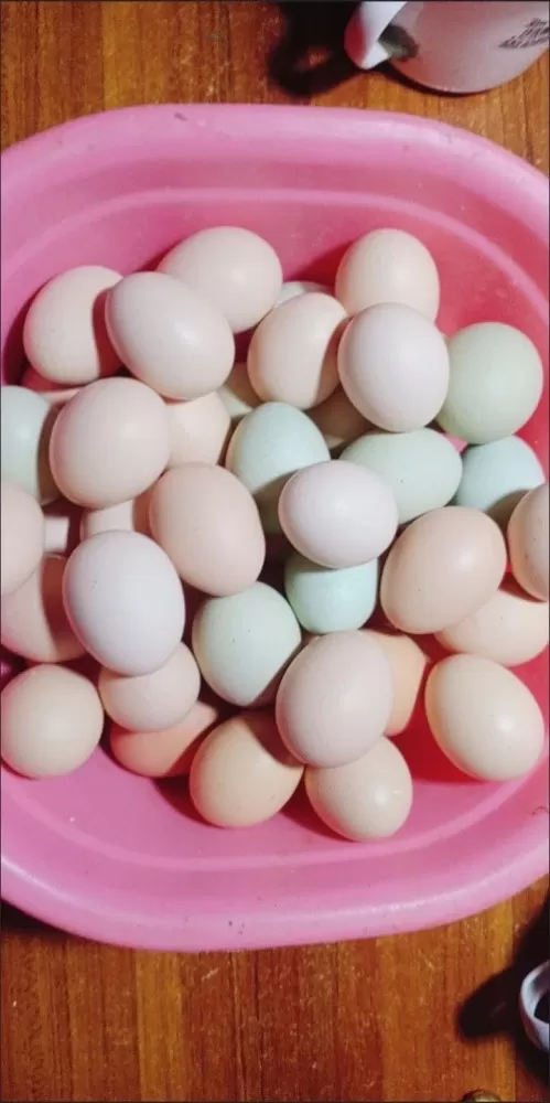 本地鸡蛋，土鸡蛋， 59元50个， 约40-45g/枚，直接给你包邮到家，泡沫隔…图片2