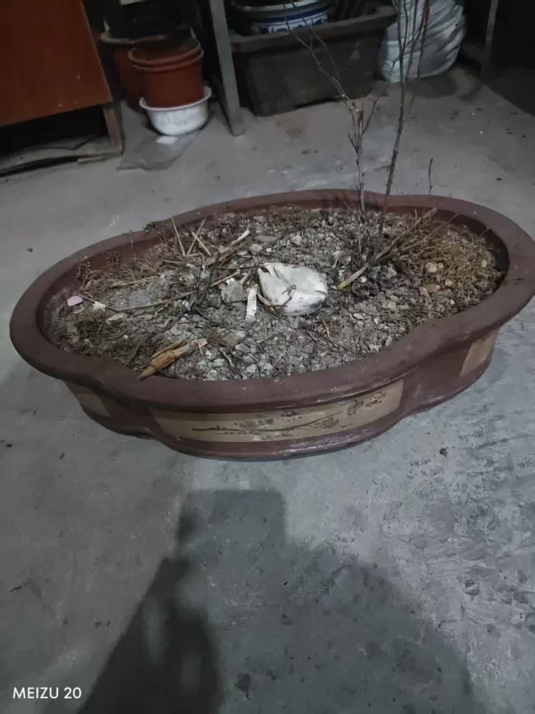 凋落不是错发布的动态配图2
