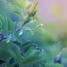 忘忧头像