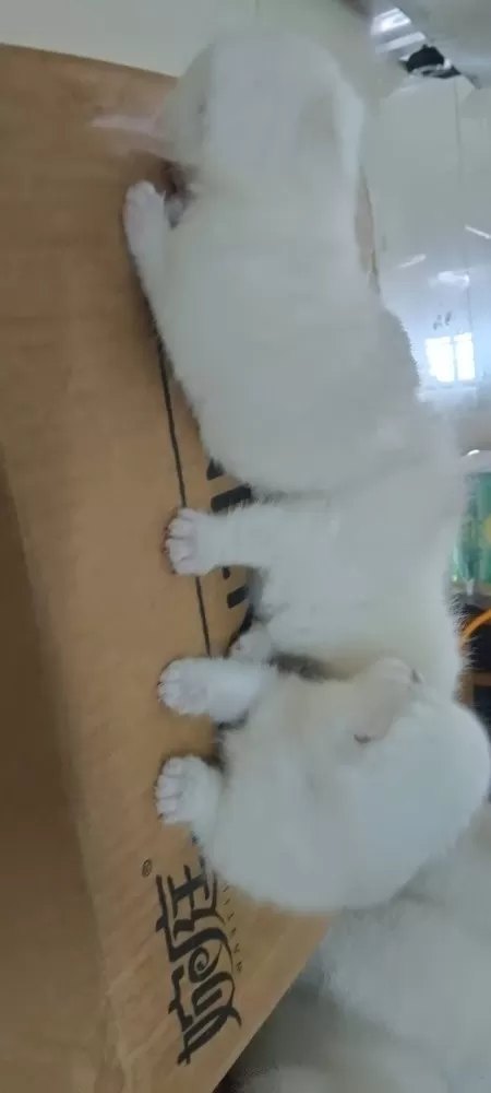 领养，三只小猫咪都很粘人，家里人不让养那么多了，现找个有爱心的领养人，有意者联系…