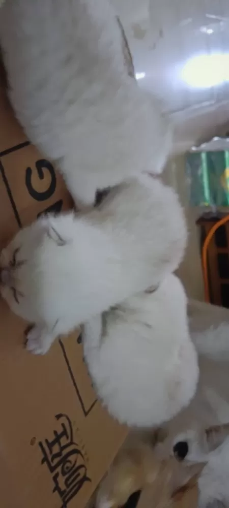 领养，三只小猫咪都很粘人，家里人不让养那么多了，现找个有爱心的领养人，有意者联系…图片2