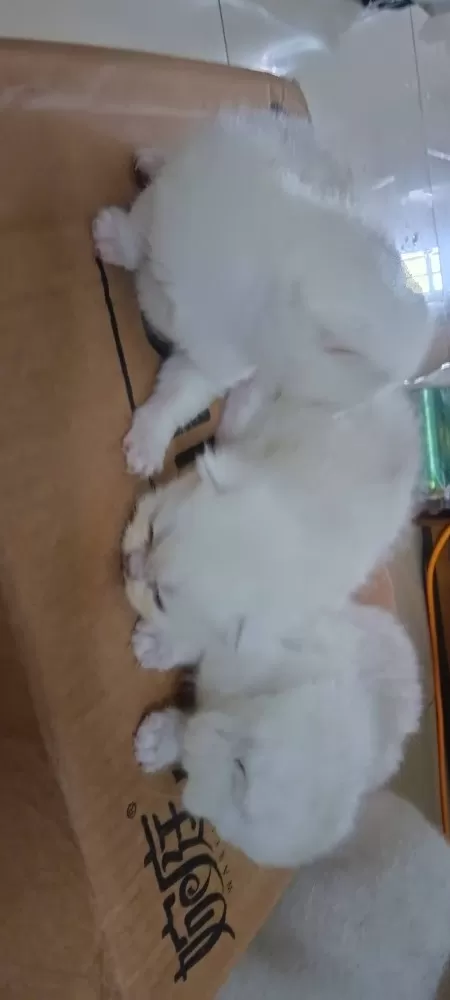领养，三只小猫咪都很粘人，家里人不让养那么多了，现找个有爱心的领养人，有意者联系…图片3