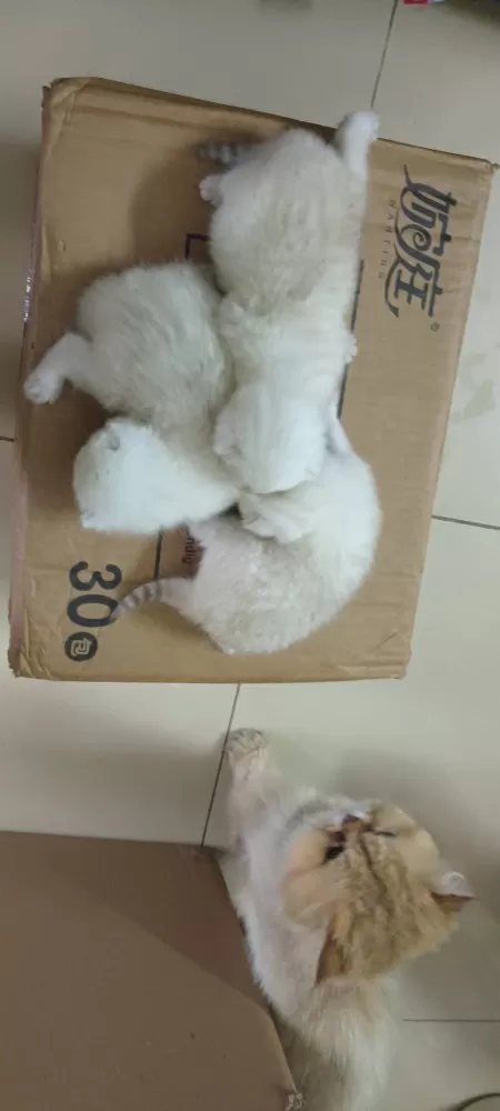 领养，三只小猫咪都很粘人，家里人不让养那么多了，现找个有爱心的领养人，有意者联系…图片5