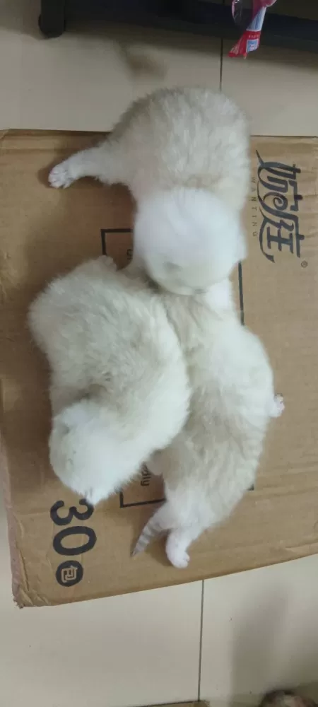 领养，三只小猫咪都很粘人，家里人不让养那么多了，现找个有爱心的领养人，有意者联系…图片4