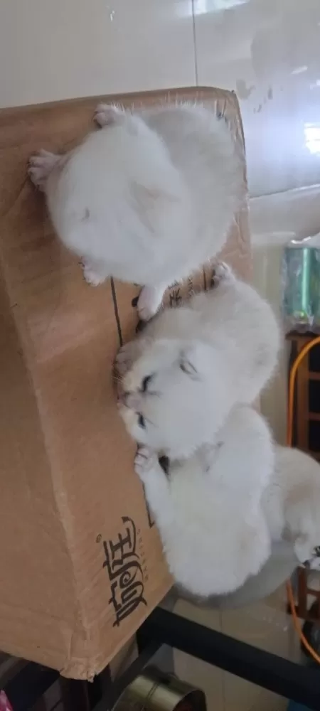 领养，三只小猫咪都很粘人，家里人不让养那么多了，现找个有爱心的领养人，有意者联系…图片6