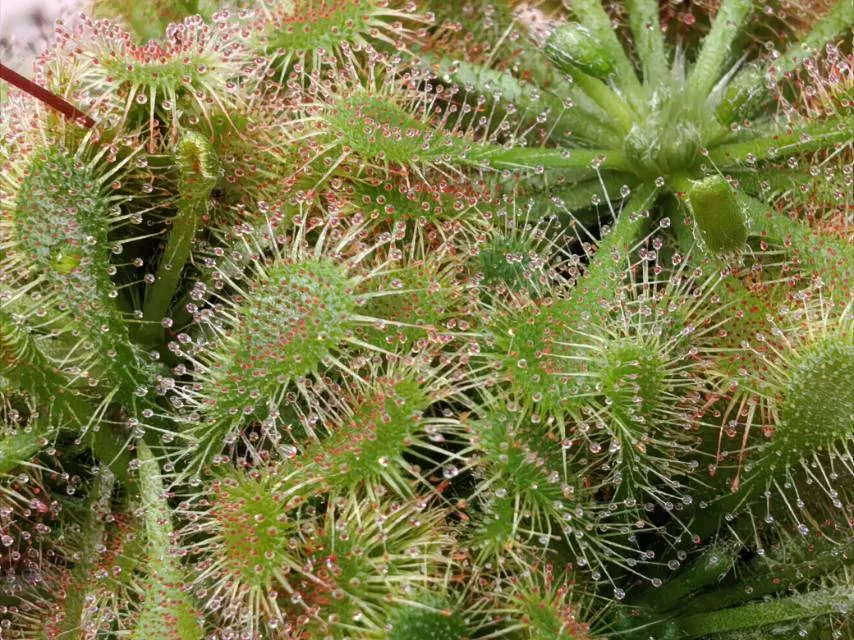 食虫植物茅膏菜种子9.9包邮非偏远#绿植花卉#神奇植物图片3
