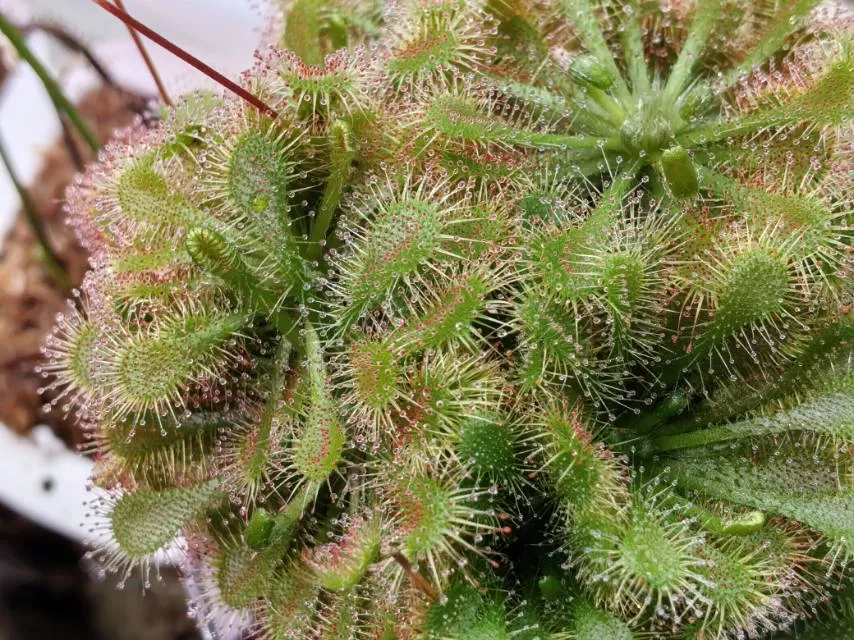 食虫植物茅膏菜种子9.9包邮非偏远#绿植花卉#神奇植物图片2
