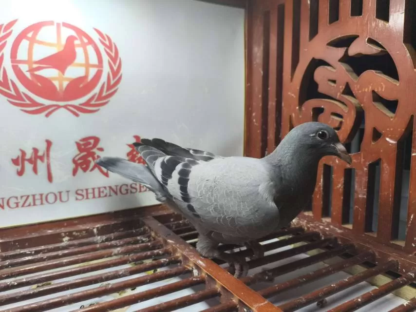 信鸽 种鸽 青年 幼鸽图片3