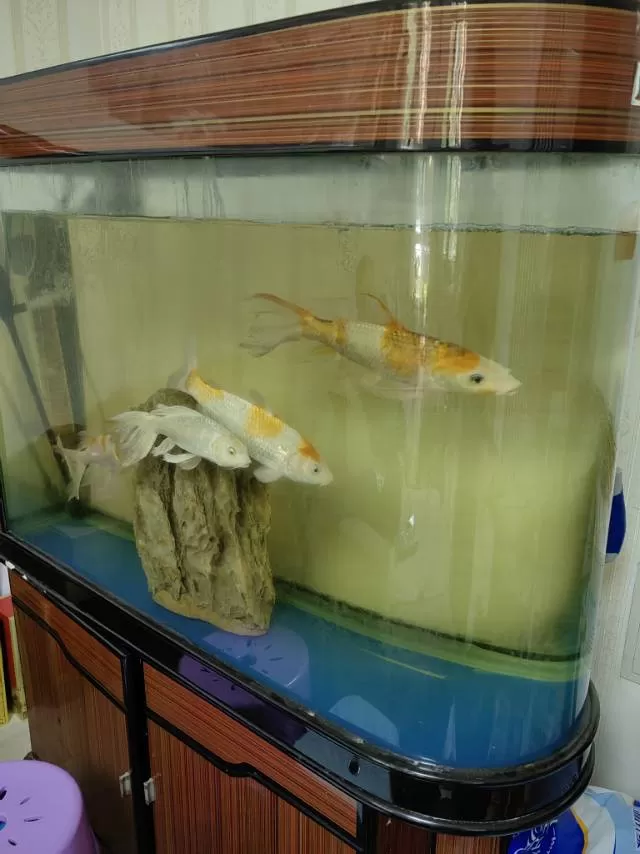 锦鲤连同鱼缸一起出售（锦鲤养超7年一共4条，鱼缸1100*400*800，鱼缸下…