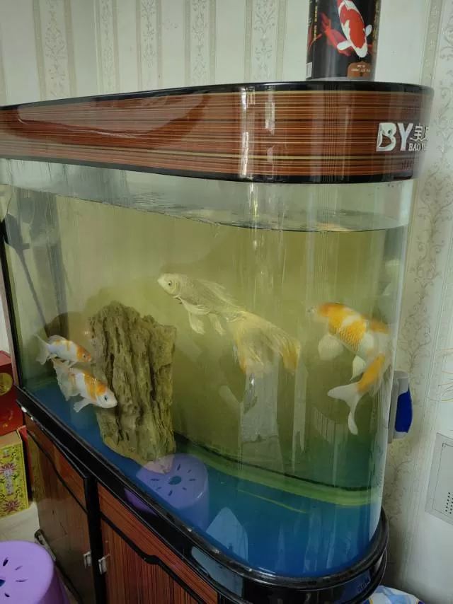锦鲤连同鱼缸一起出售（锦鲤养超7年一共4条，鱼缸1100*400*800，鱼缸下…图片2