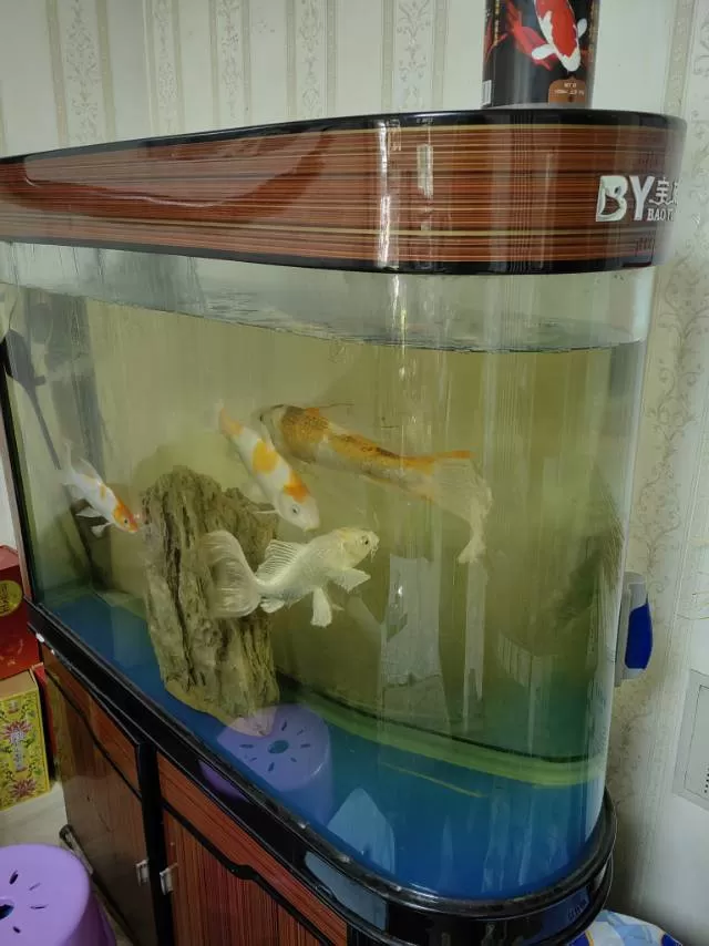 锦鲤连同鱼缸一起出售（锦鲤养超7年一共4条，鱼缸1100*400*800，鱼缸下…图片3